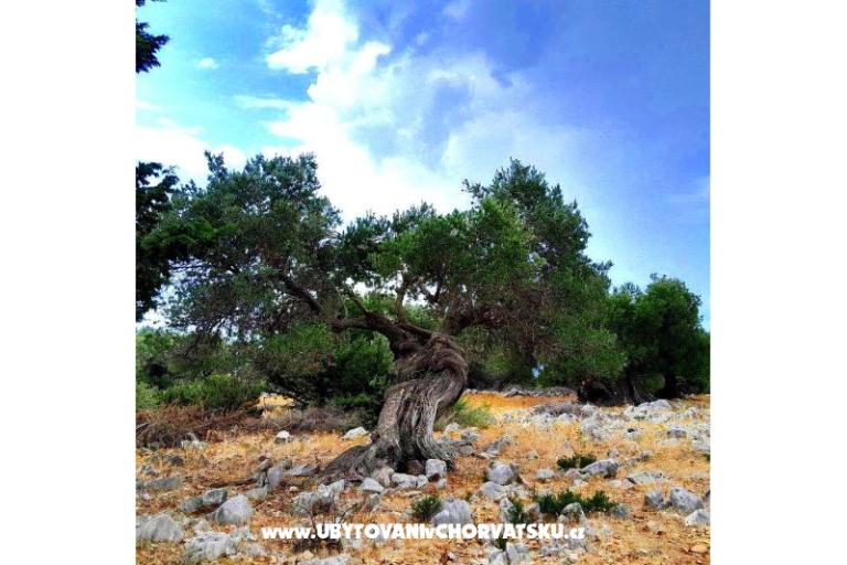 Appartementen Jasna Lun – foto 13