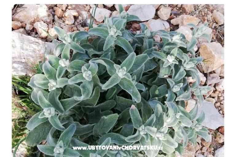 Appartementen Marijana Mandre – foto 21