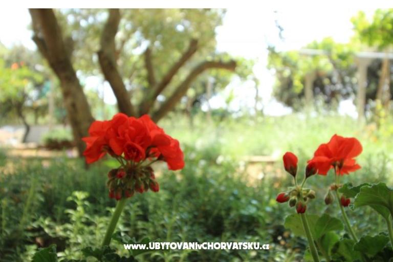 Appartementen Salvia island Pag Mandre – foto 11