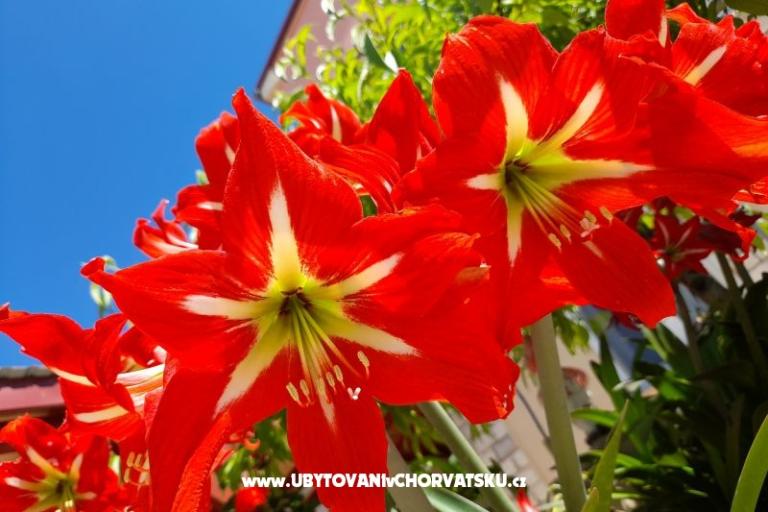 Appartementen Tomic – foto 7