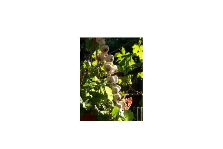 Appartementen Rosan Pakostane – foto 10