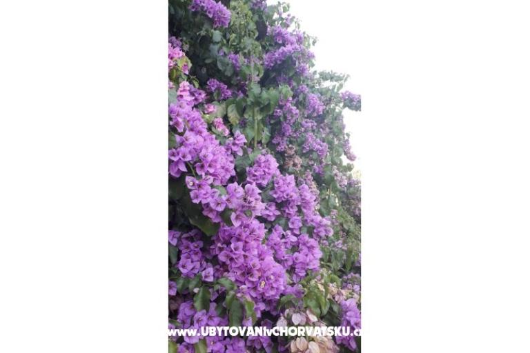 Appartementen Danica – foto 4