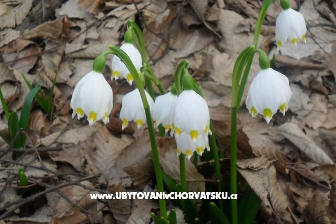 Appartementen Marija – foto 14