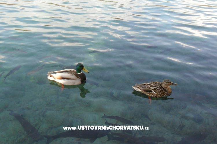 Appartementen Marija – foto 16