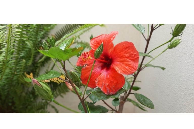 Appartementen Mila – foto 12