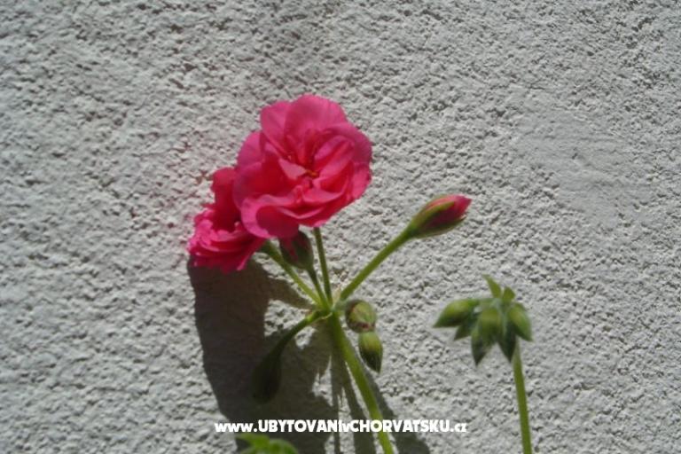 Appartementen Sumić – foto 13