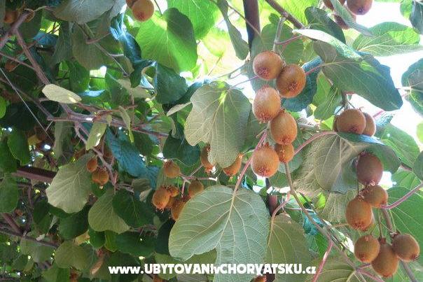 Appartementen Milanović  Poreč – foto 15