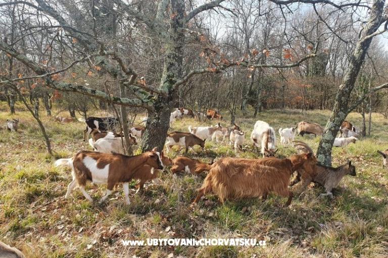 Appartementen Kero – foto 16