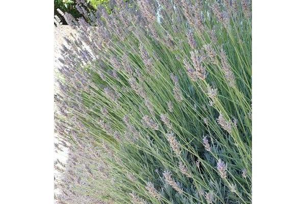 Appartementen Jambrovic – foto 21