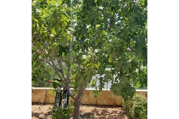 Appartementen Jambrovic – foto 22