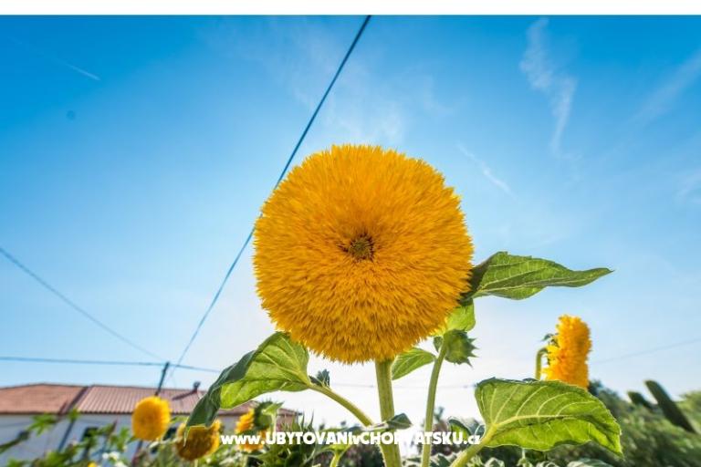 Appartementen Loznica – foto 14