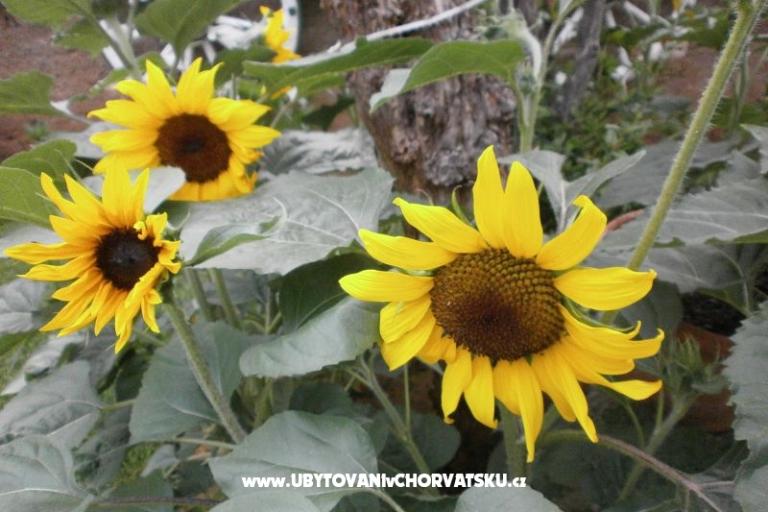 Appartementen Loznica – foto 15