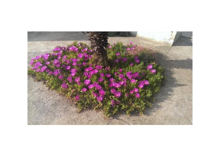 Appartementen Šime – foto 10