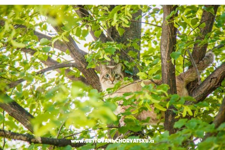 Appartement Bartolovo – foto 11