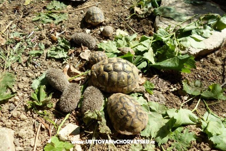 Appartementen Miki – foto 9