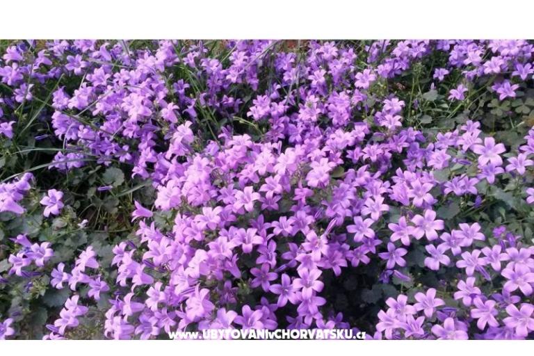 Appartementen Ida &amp; Sandra – foto 16