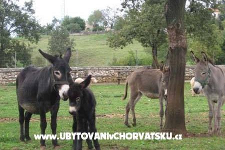Casa Matiki Žminj – foto 3