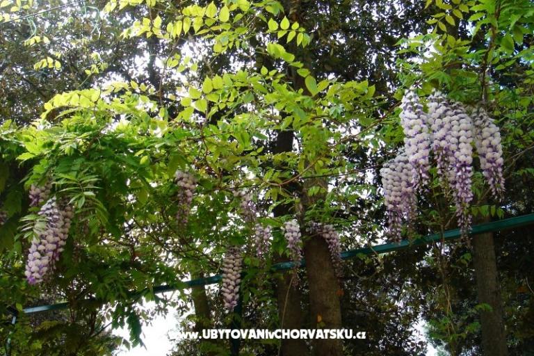 GREEN GARDEN &amp; BUENA VISTA  – foto 12