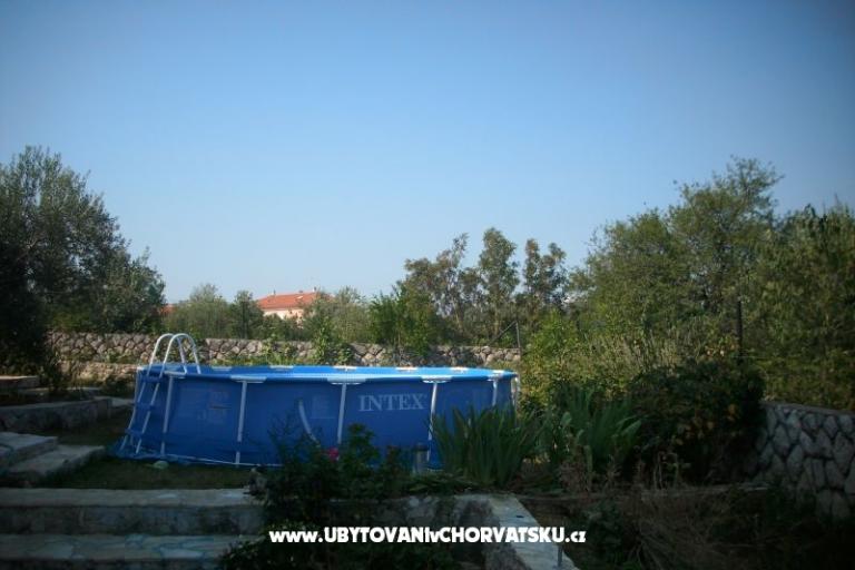 Dalmatian – foto 3