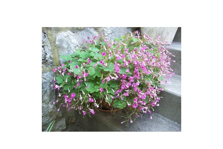 Appartementen POLAČA - Slano – foto 15