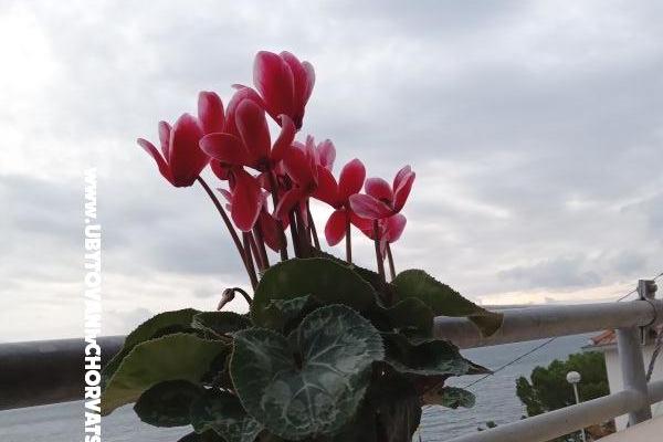 Appartement Jagoda – foto 23