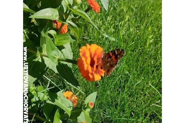 Appartementen Vesna - Huis Covic – foto 7