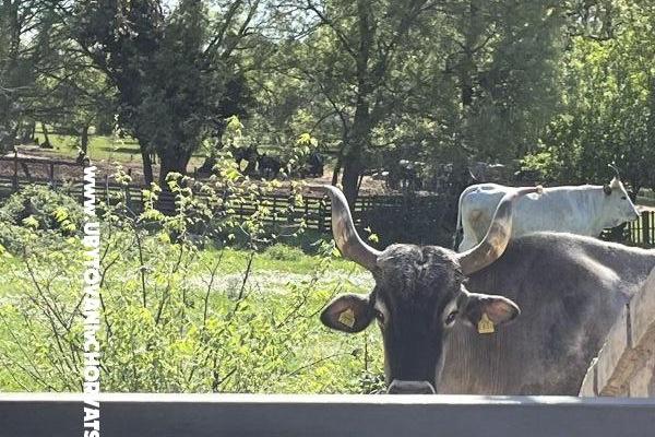 Holiday Huis Gabi – foto 14