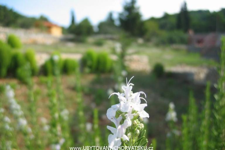 Appartementen Perutović – foto 7