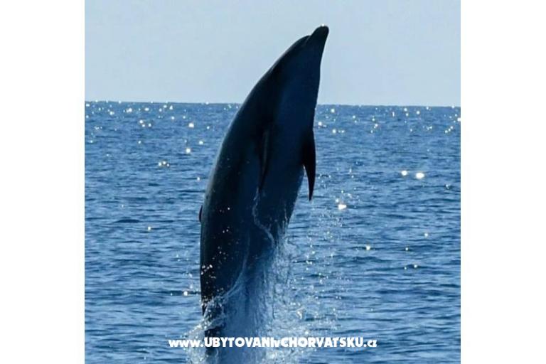 App Bonić – foto 61