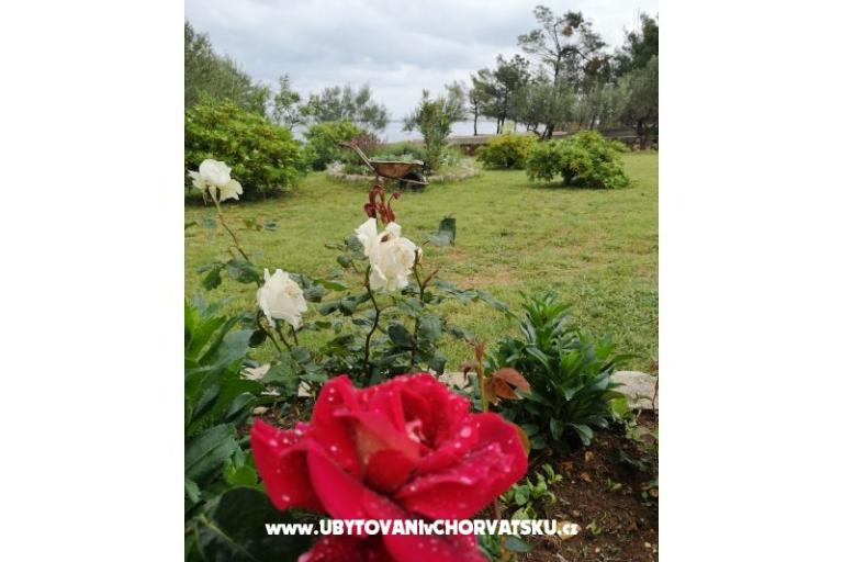 Appartementen Pedic – foto 6