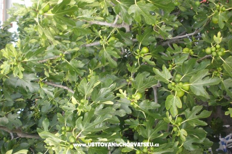 Appartementen  Smokva   – foto 15