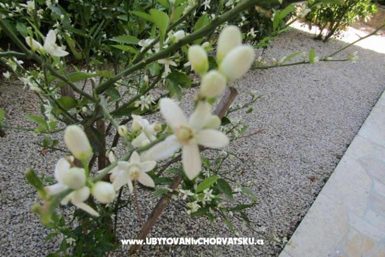 Appartementen Kokor – foto 5