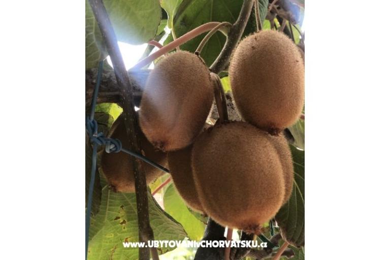 Kiwi Huis – foto 2