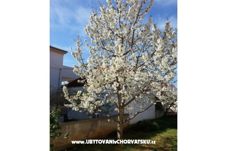 Appartementen Stela – foto 9