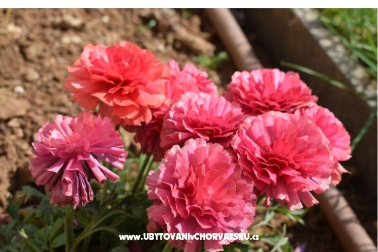 Appartementen Marija – foto 6