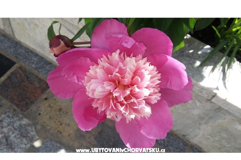 Love Zaostrog – foto 5