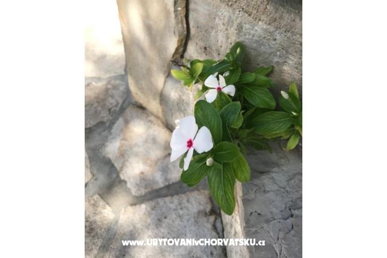 Appartementen Kod Vlaha ,I&amp;T – foto 14